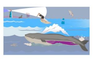 whale-watching-hawaii