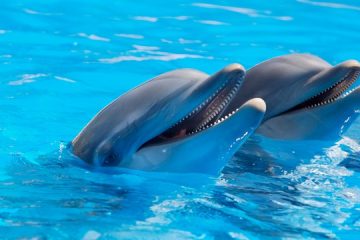 Spinner dolphins